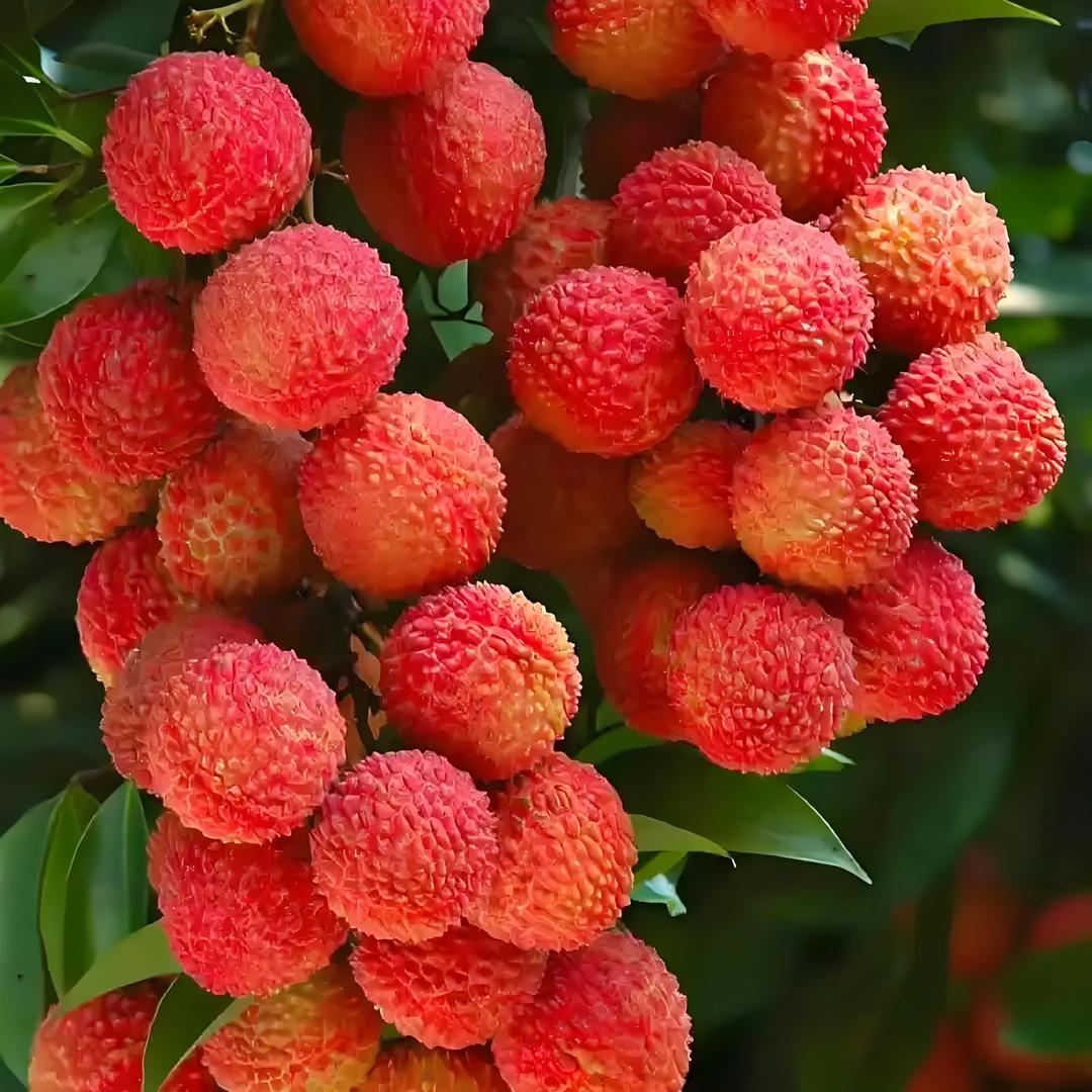 爱吃荔枝的阿狸