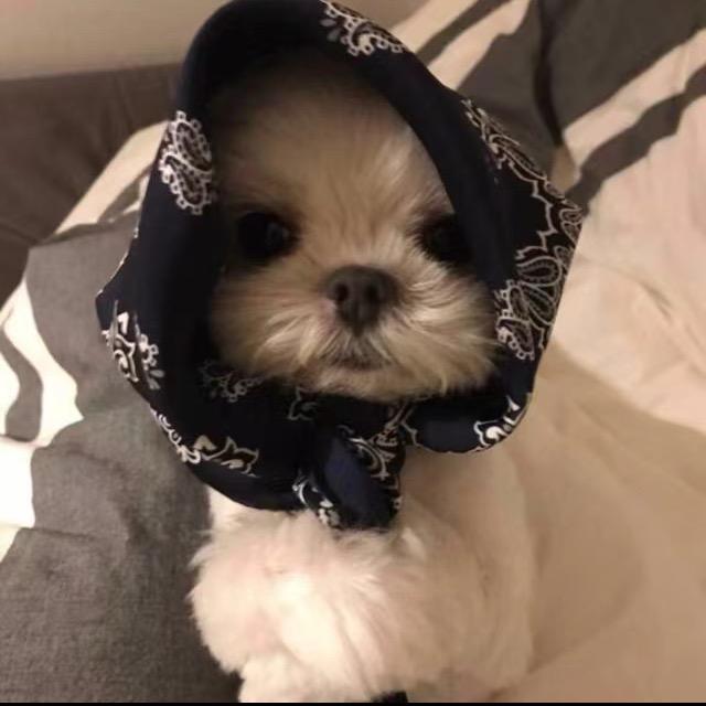 康康