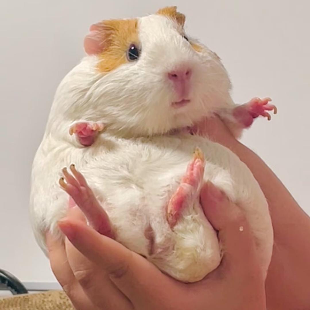 是理想呀