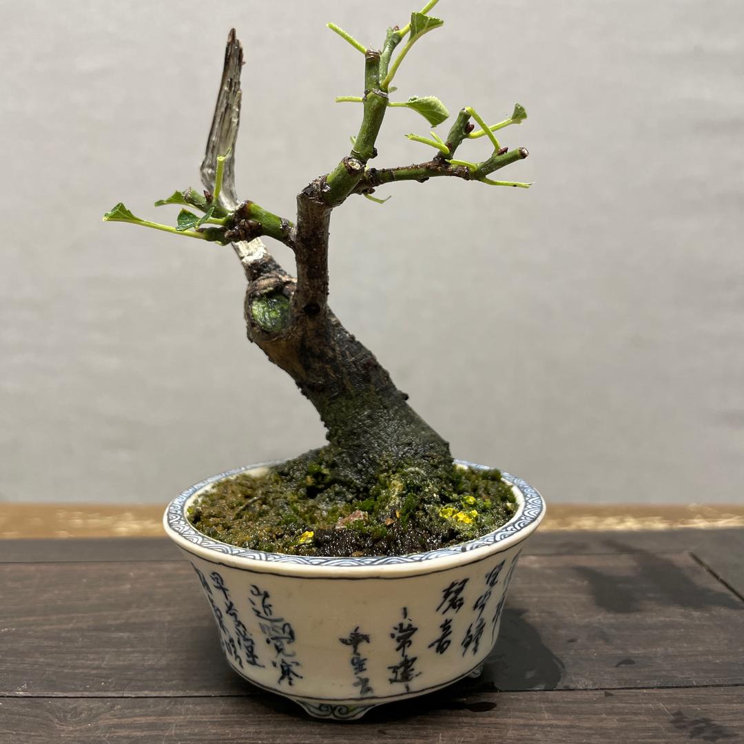 盆景苑
