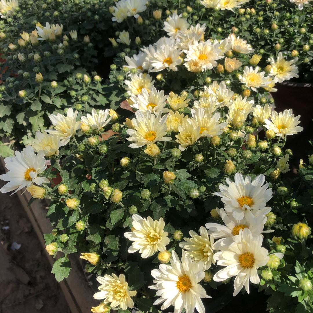 润途花卉园艺