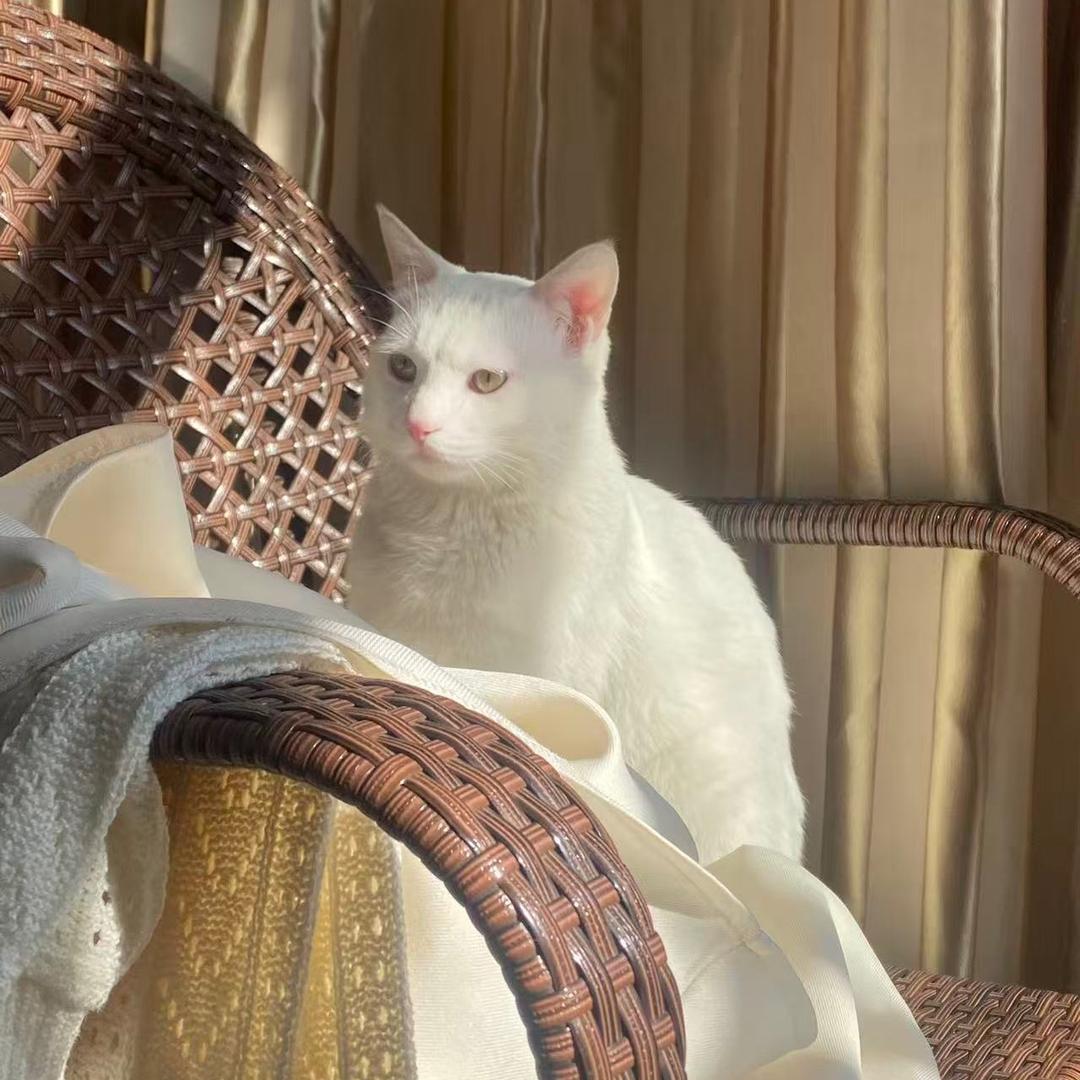 七宝是只橘猫