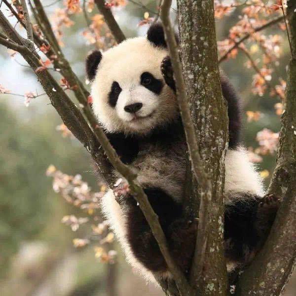 妮妮头像