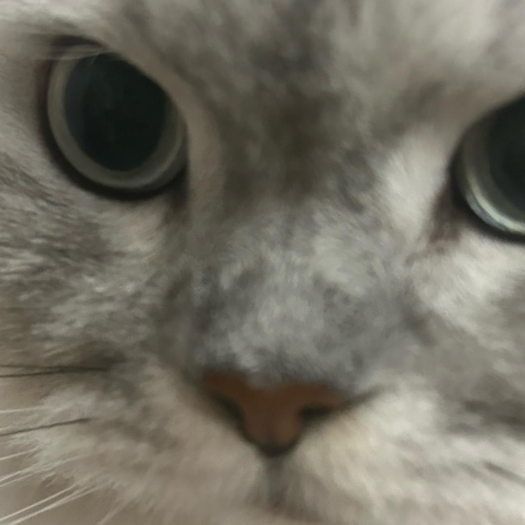Kitty