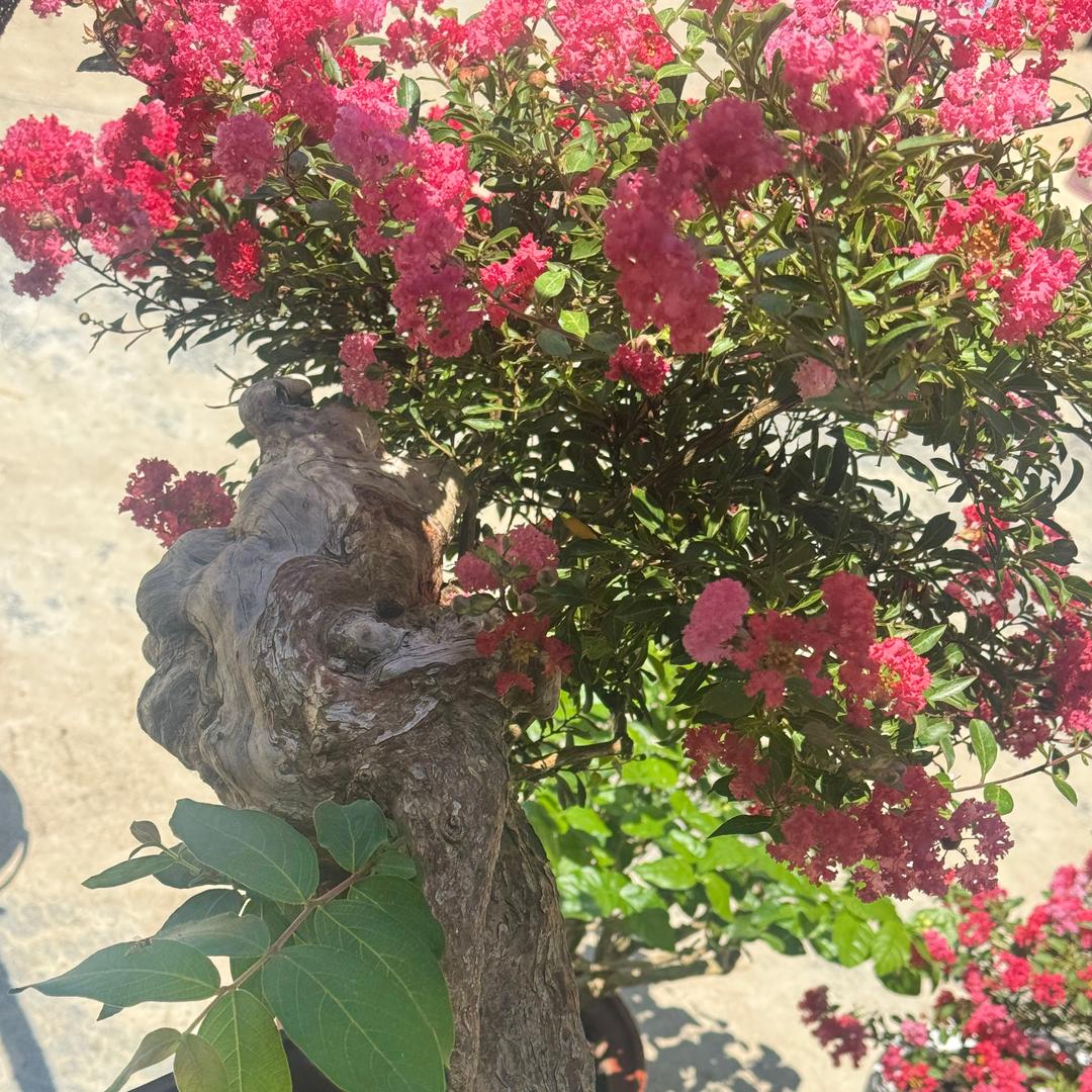 蜕变
