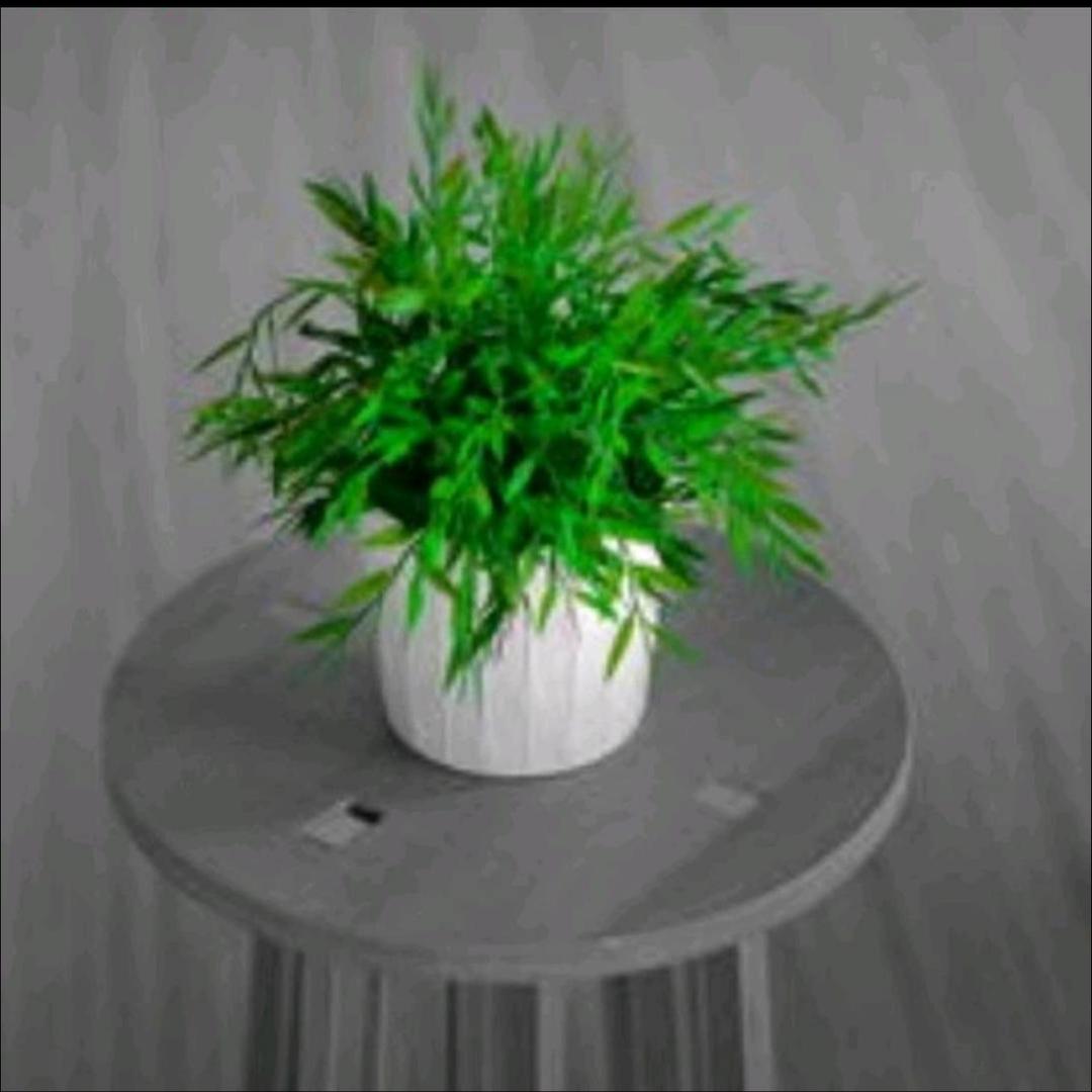 木兰绿植