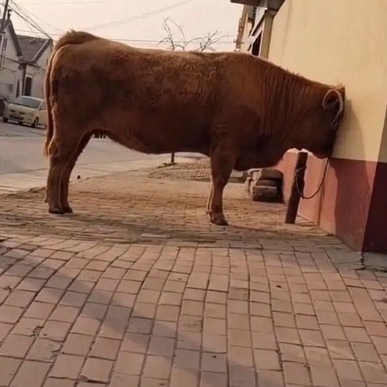 吉加桢