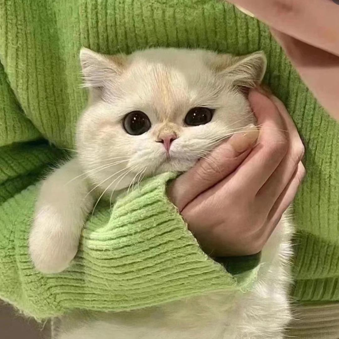 蓝格格