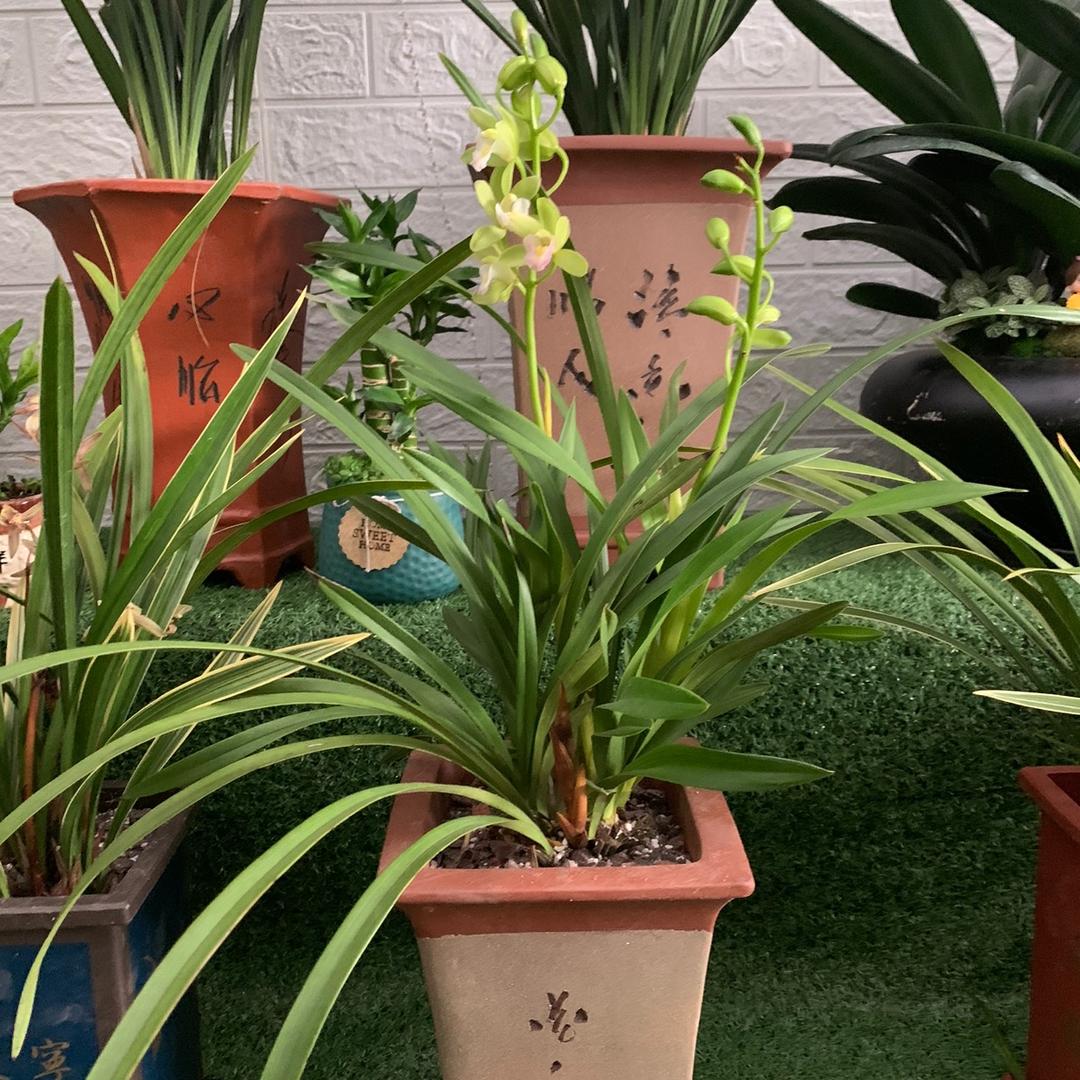 花沐苑