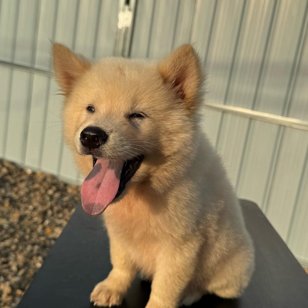 小顺田园犬