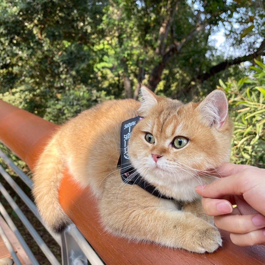 深圳华华