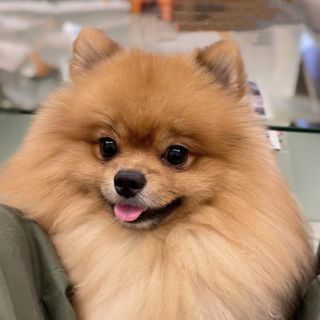 💯马拉糕不在马拉🐶