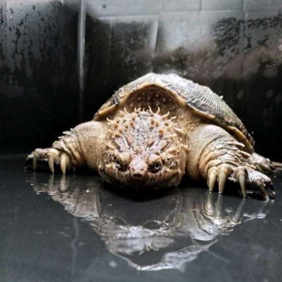 佛鳄阿兵（收龟）