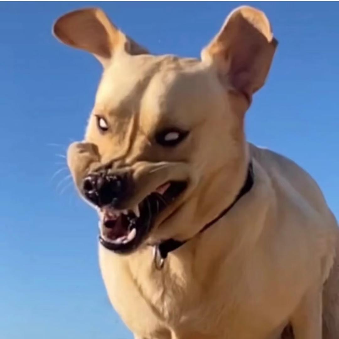 🫣