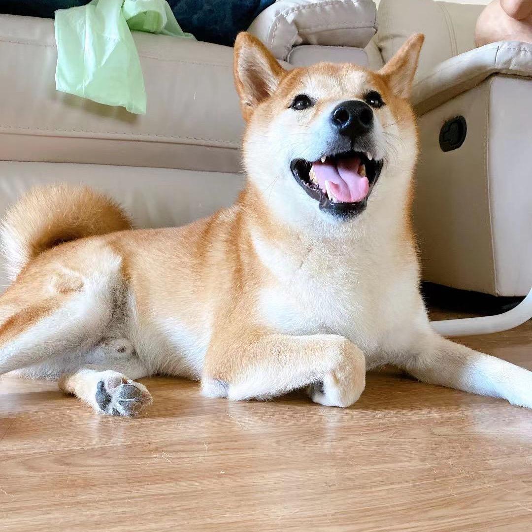 功夫小飞