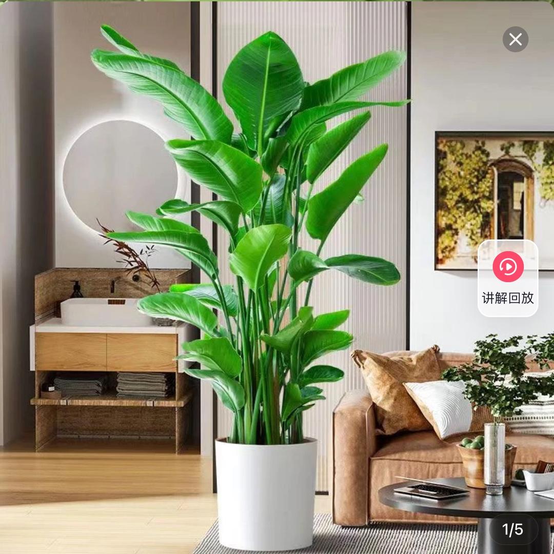 千寻绿植园艺