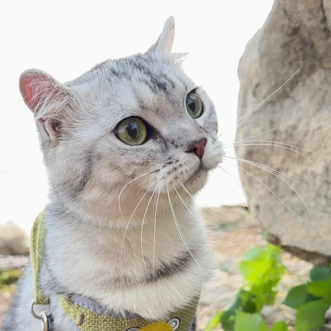 小圆满麻麻