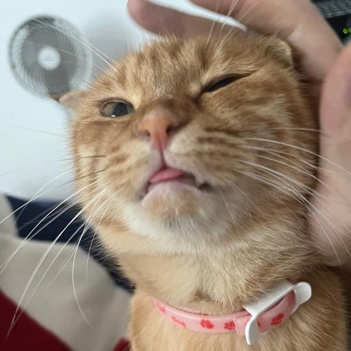 喵喵漫剪