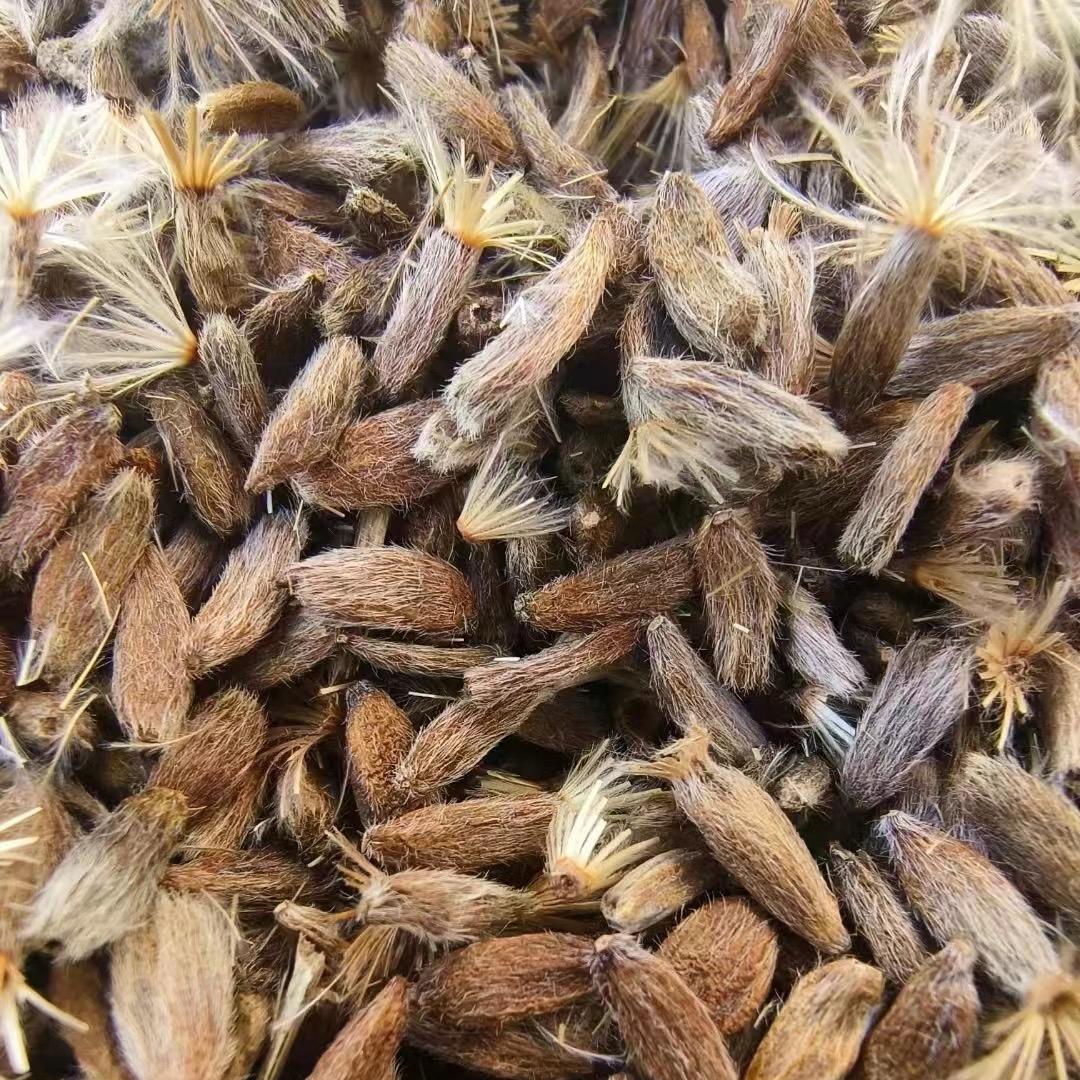 白术籽 白芷种子 （各种种苗）
