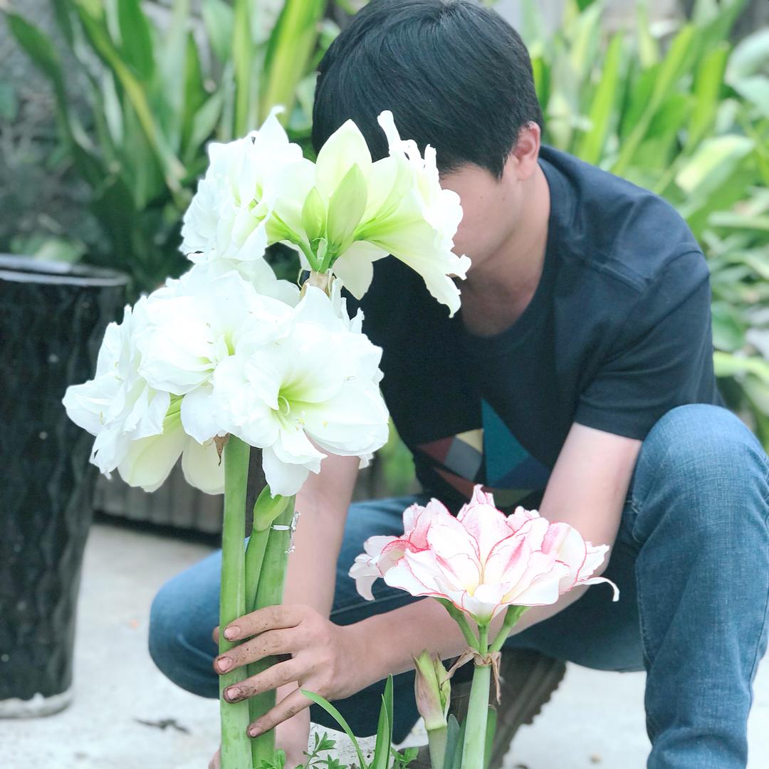 花事未了的球根