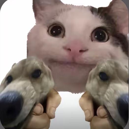 小狸猫