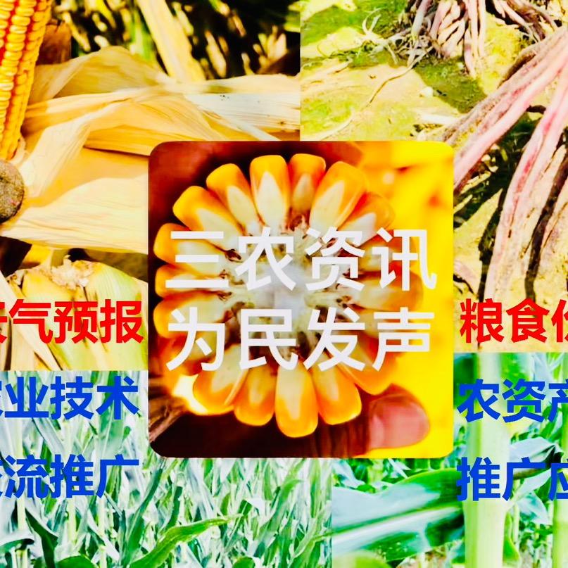小嗑