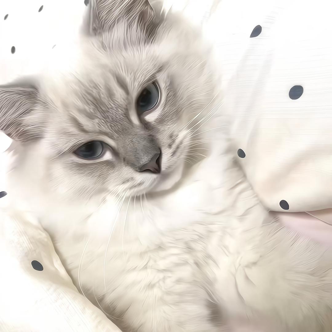 鱿鱼王子