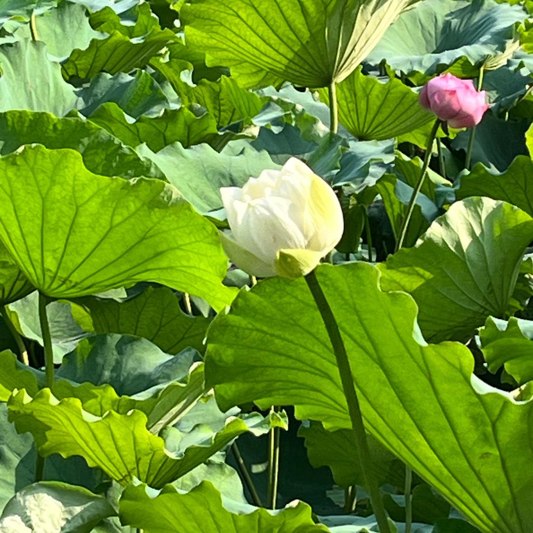 感恩有你
