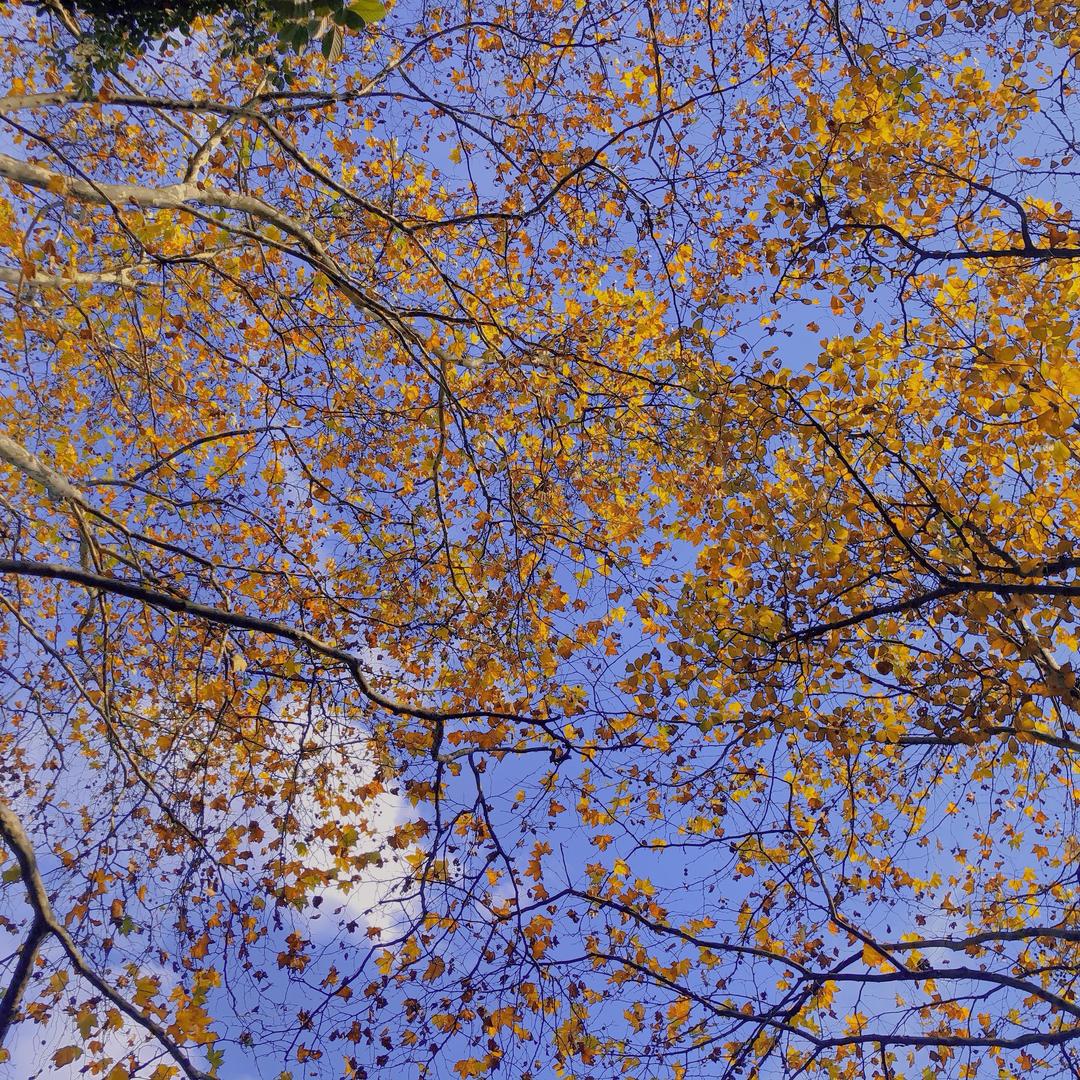 梅子（首播晚9点20）