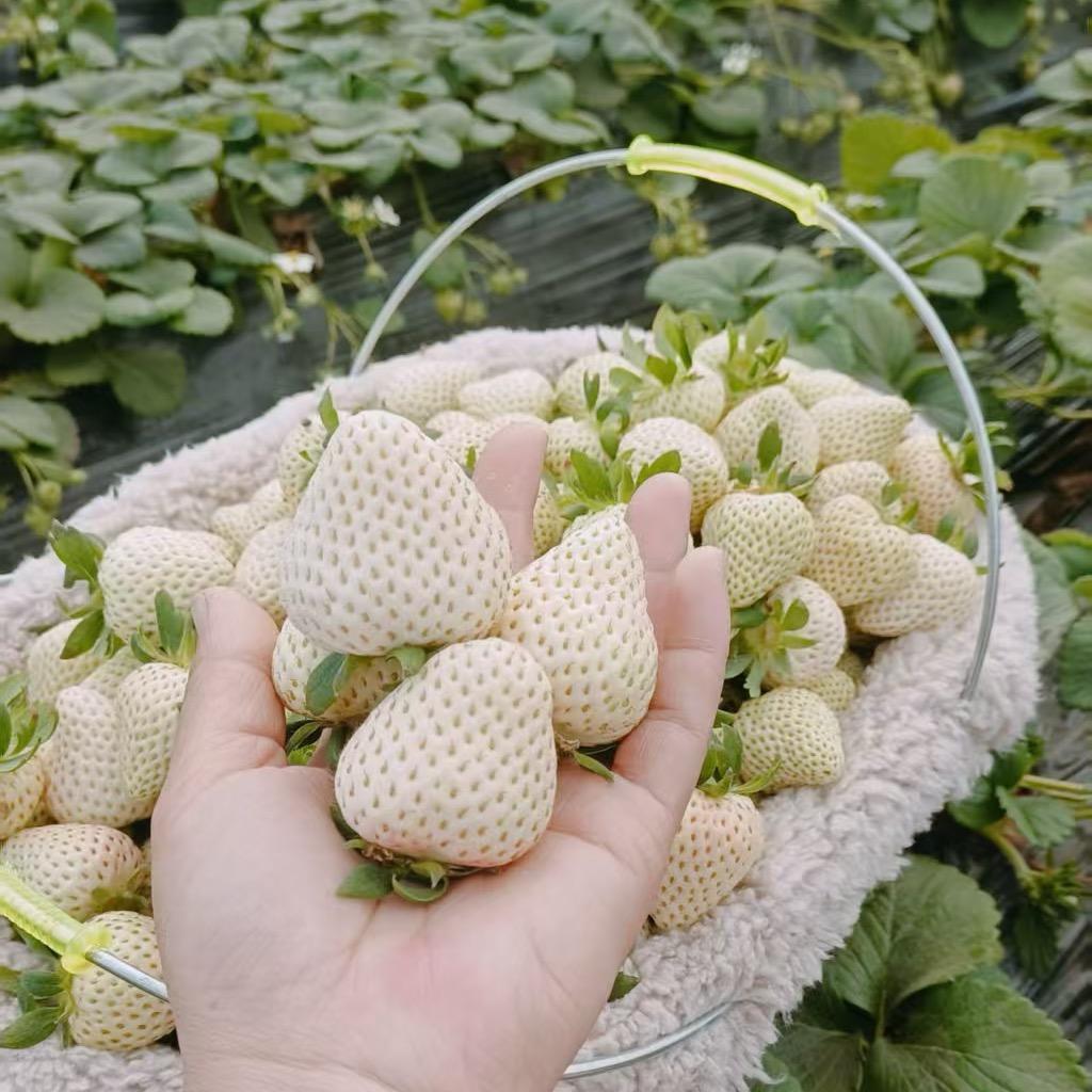 大个子草莓育苗基地
