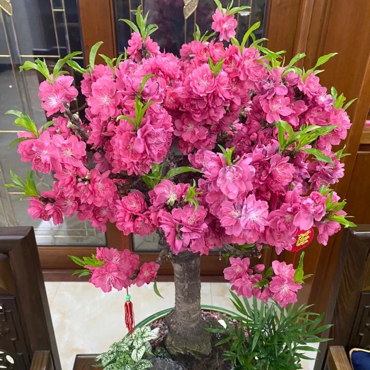 心田花開