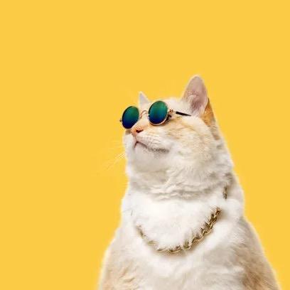 金际宠物食品专营店