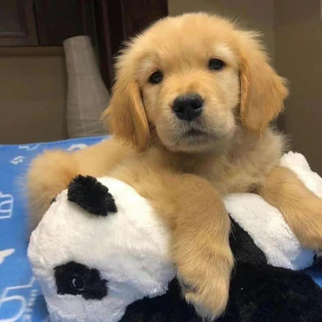 🦁狮子头