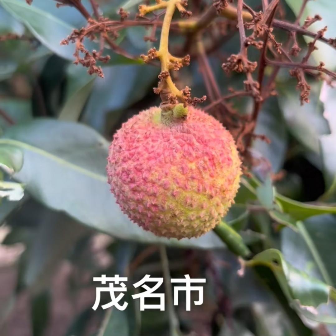 吴阿姨（荔枝找我）