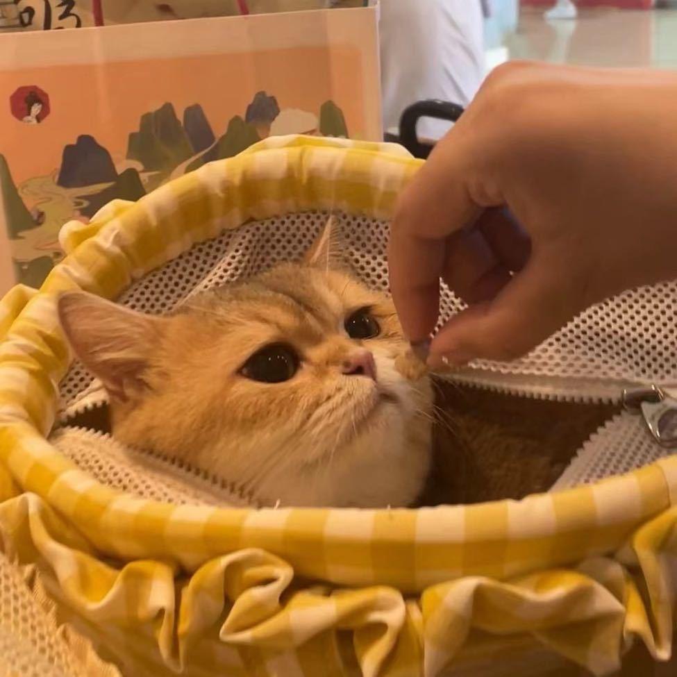 喜东东