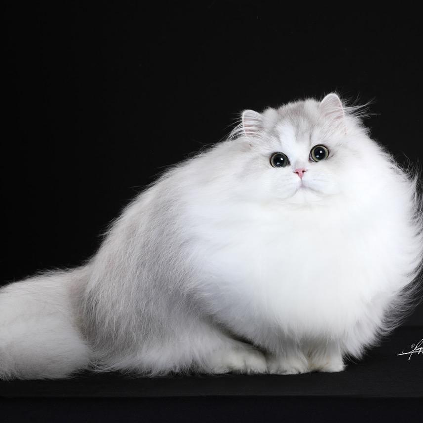 猫千寻米努特矮脚猫舍
