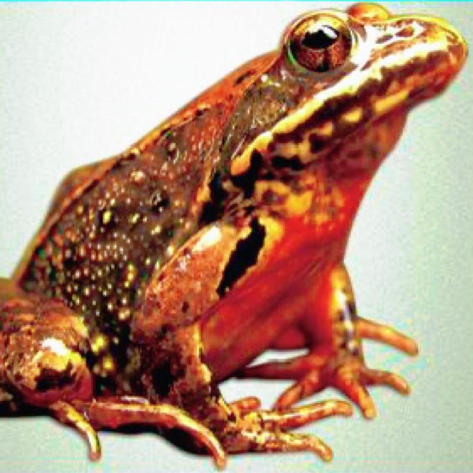 伟强林蛙土特产