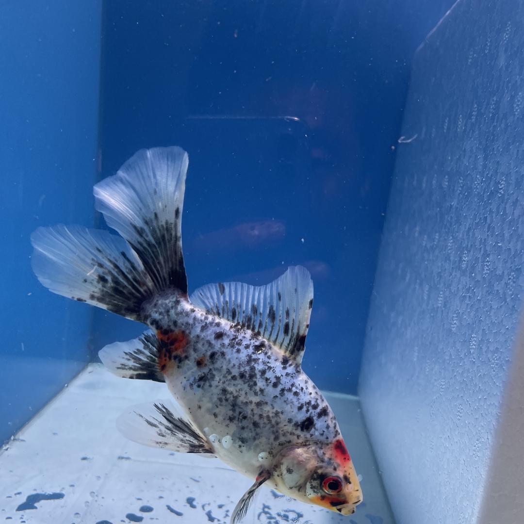 森鸿观赏鱼