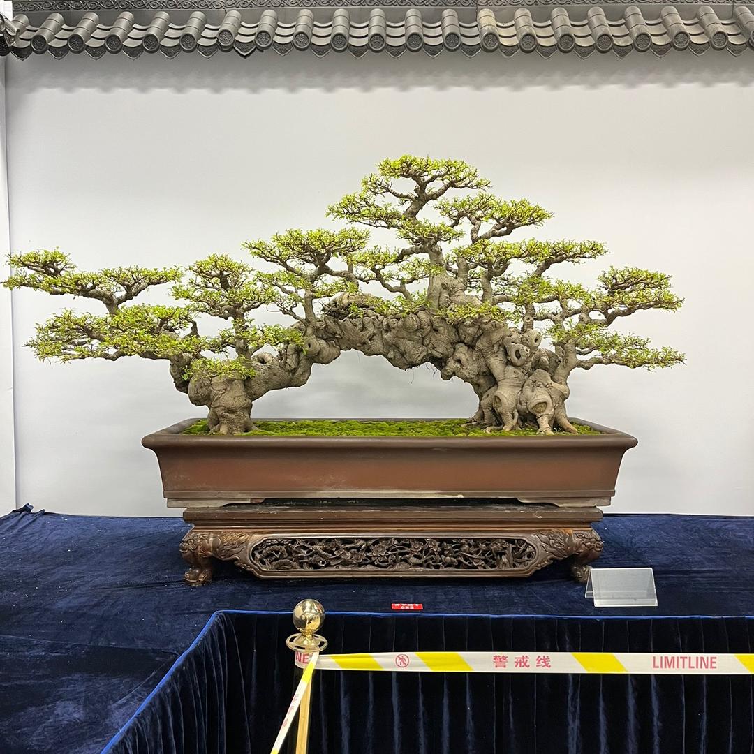 石家盆景园