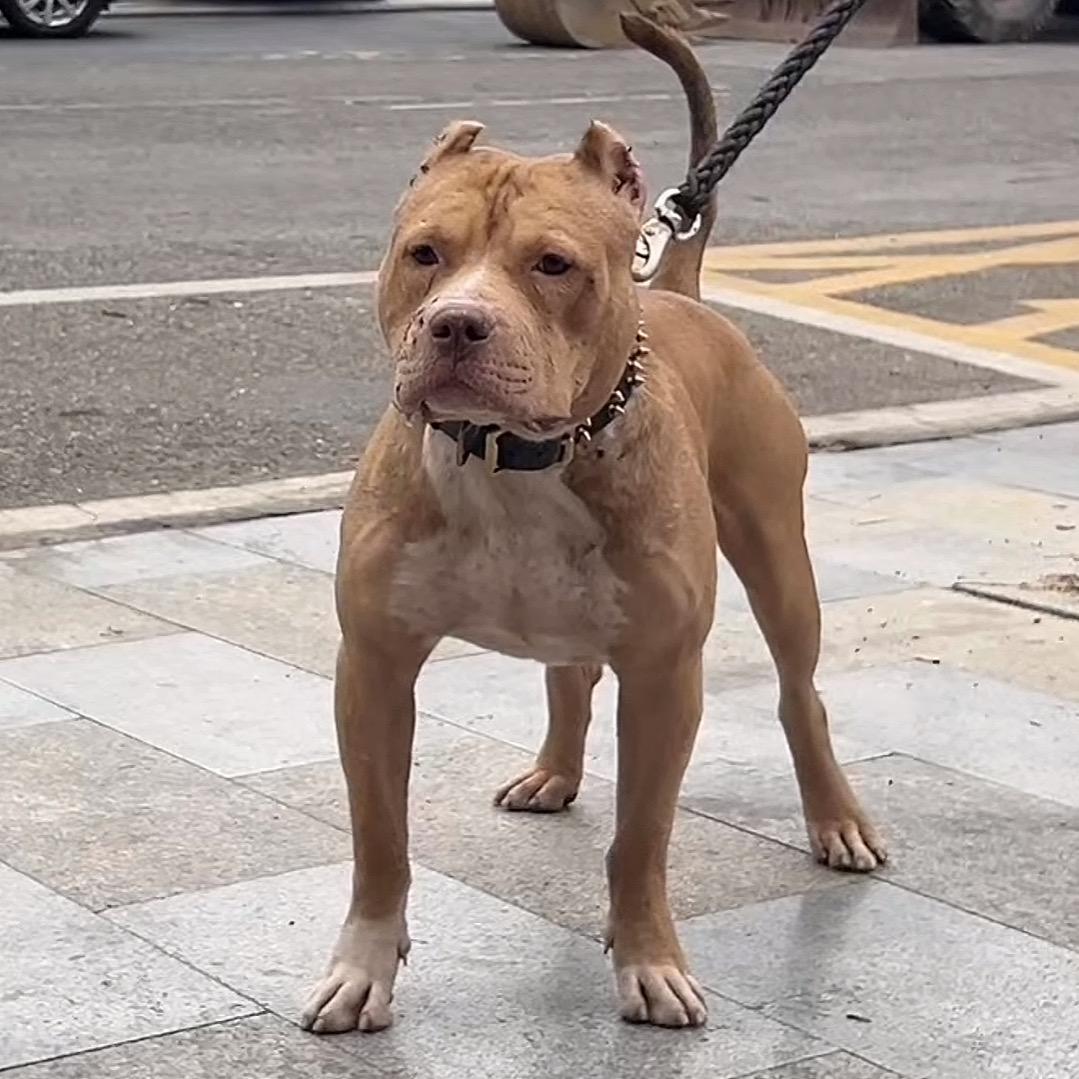 强犬暴龙兽 久豪