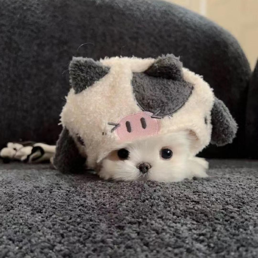 重生之我是猫咪老师