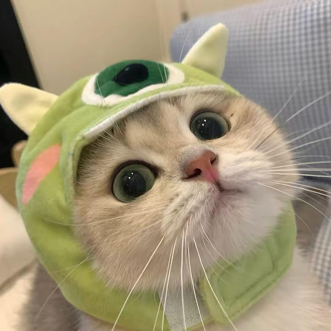 顾小白的猫