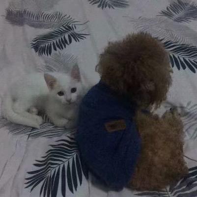 可乐是只小泰迪🐶