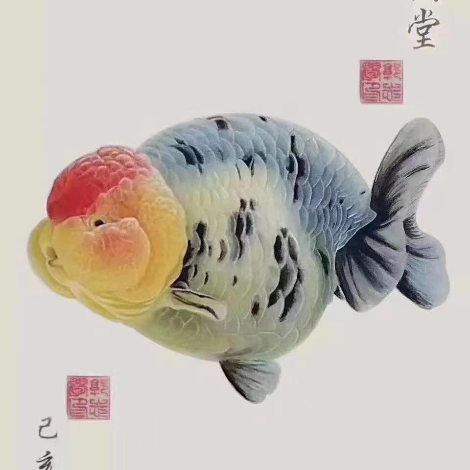小白龙KOI