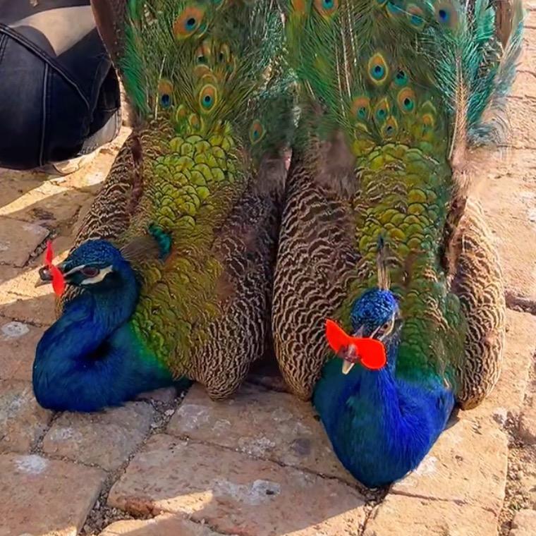 80后农村养殖于二姐