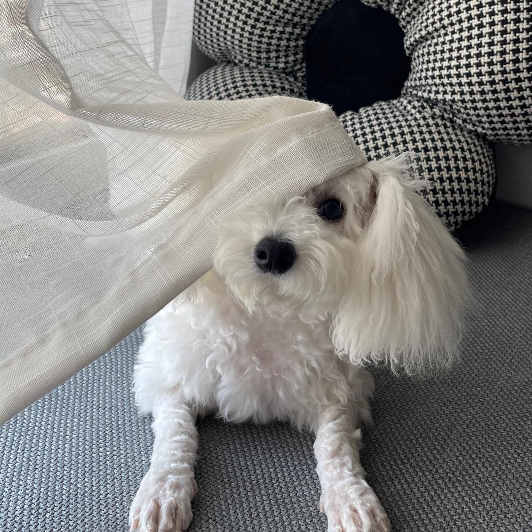 🐶汪旺频道