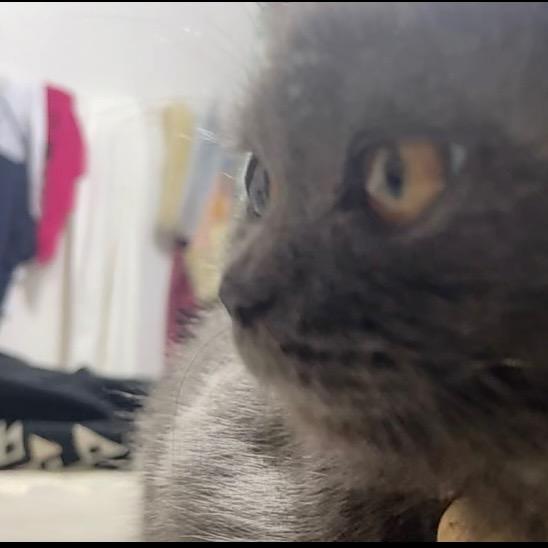 朵朵儿是只猫