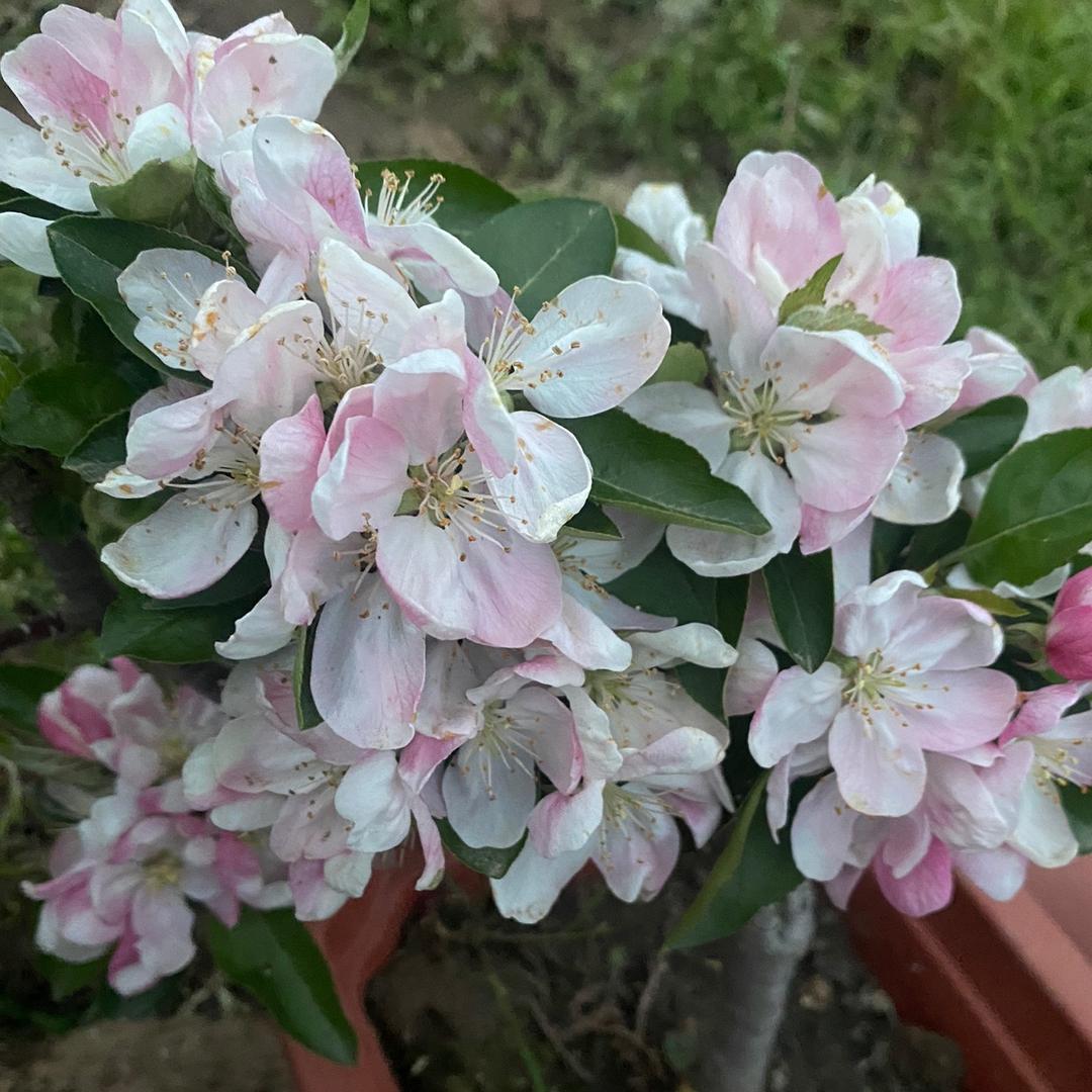 益禾花木盆景