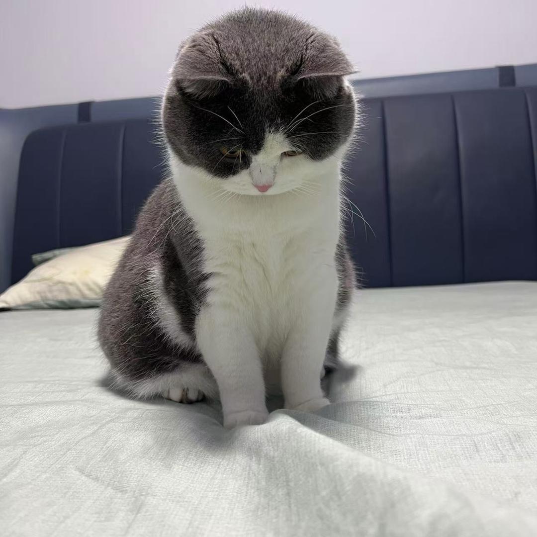 莓烦恼