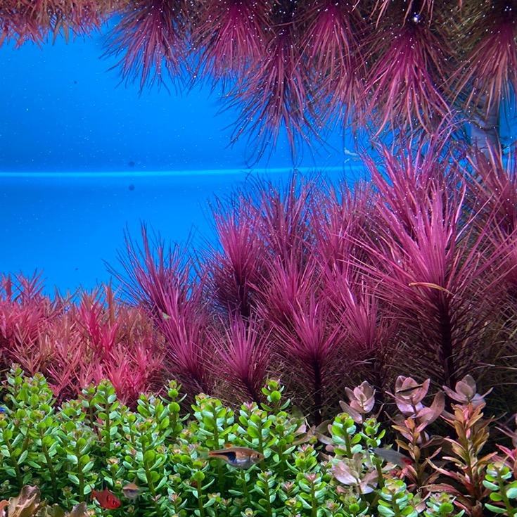 今安水景水下叶打头草严选